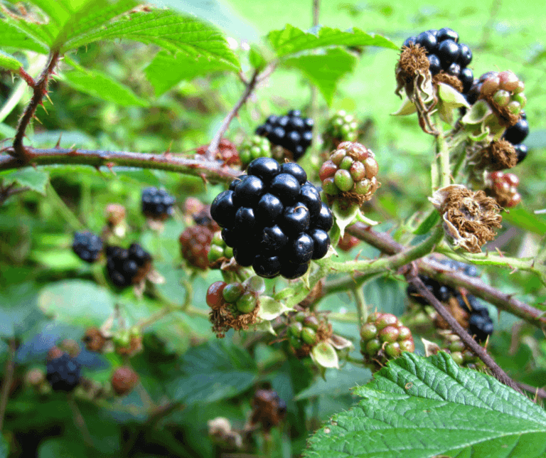 Schnur herstellen aus Brombeerfasern