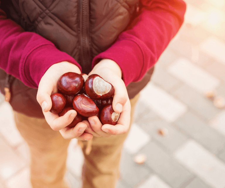 Kastanien in Hand zum Rechnen