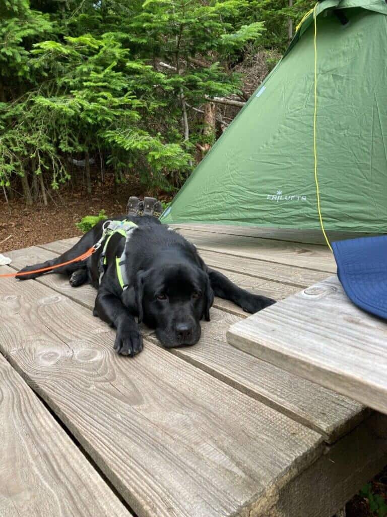 Hund im TrekkingCamp Schwarzwald
