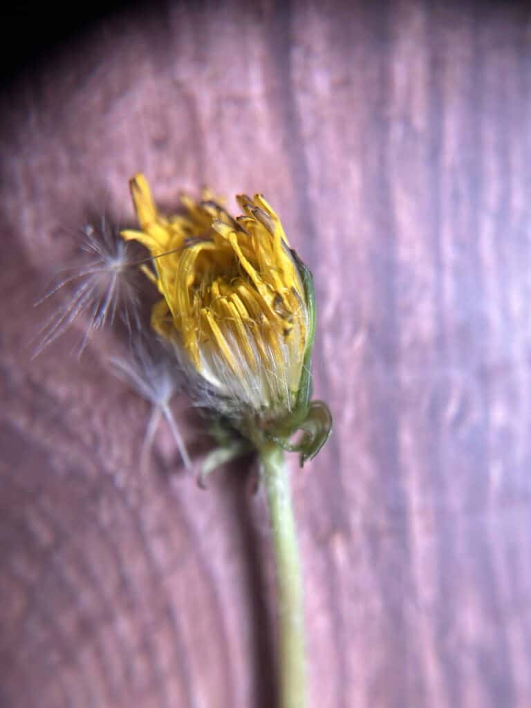 gelbe Blüte Löwenzahn geteilt Innenansicht